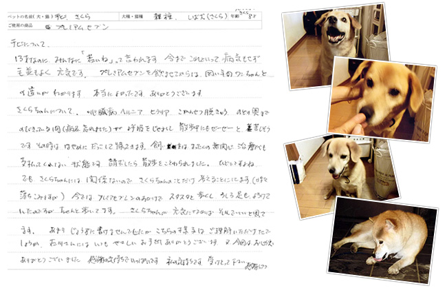 お客さまから頂いた手紙:チビちゃんと柴犬さくらちゃん