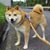 豆柴犬のまめた