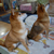 柴犬の茶々丸とコロ助
