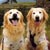 ゴールデンレトレバーのAnnieとEllie
