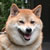 柴犬のトラちゃん