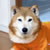 柴犬のコロ助くん