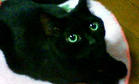 黒猫のジジくん