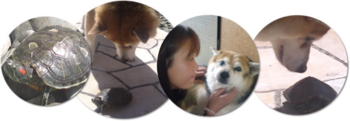 リンタロウくんとカメ太郎くんと飼い主さま